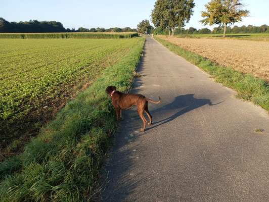 16.09.2024: Andra (6,5J) hat 2,5km in Bedburg: Lessingstraße, Goethestraße, Richtung Kirchtroisdorf durch die Felder und wieder zurück geschafft.