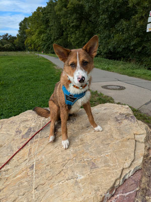 28.09.2024: Mayla (9J) und Cody (7M) sind 5 km von Van-Gogh-str. Richtung ehemals Palazzo Pitti, an der kleinen Erft entlang richtig Schulzentrum Horrem Sindorf, rechts ab auf Merodestraße und wieder zurück zum Ziel Van-Gogh-Str. gelaufen.