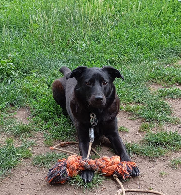 27.09.2025: Luzie ist 10 km gelaufen.  Alte Dogwalk Strecke, Start in der Otto-Hahn-Straße bis zur Sandstraße in Quadrath. Und auch wieder zurück.