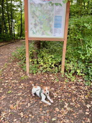 13.09.2025: Archibald ist 4,7km am Heider Bergsee gelaufen.