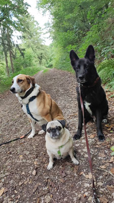 22.09.2025: Aura, Sunny und Spike  sind 4,46 km gelaufen. In Adenau gestartet und bis Leimbach, im Wald zurück.