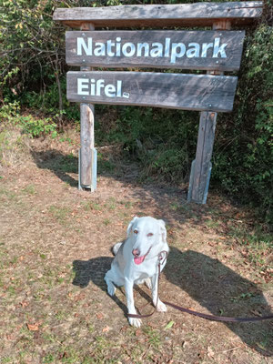 15.09.2024: Mila (2 J) hat 8,8km am Rursee zurückgelegt.Start war in Rurberg in der Eifel, am Rursee entlang, hoch durch den Ort und wieder zurück.