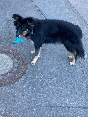 28.09.2025: Lissy ist 4,85 km im Heidelberger Wald gelaufen.