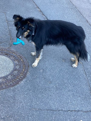 28.09.2025: Lissy ist 4,85 km im Heidelberger Wald gelaufen.