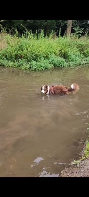 06.09.2024: Jemma (3J) ist mit Melina 5,5km im Grünen an der Erft in Bergheim Kenten unterwegs gewesen.