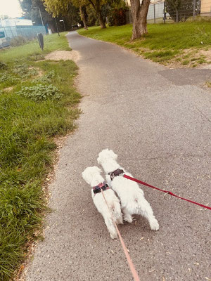 16.09.2025: Lilly und Micky sind 2,5 km in Kerpen gelaufen.
