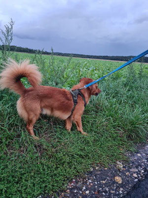 13.09.2025: Billy ist 3,28 km  durch den Wald zum anderen Ort gelaufen.