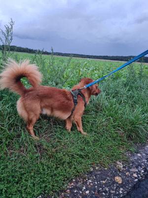 13.09.2025: Billy ist 3,28 km  durch den Wald zum anderen Ort gelaufen.