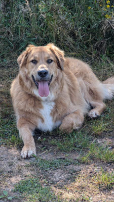 24.09.2024: Cooper  (3J) ist 10,5 km gelaufen. Schloß Thor Runde von Lontzen