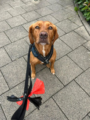 29.09.2024: Aika (5,5J) ist 9,66km gelaufen. Strecke durch die Felder in Frechen Königsdorf 