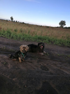02.09.2025: Benni und Karmar sind 8km gelaufen. Bliesheim, an der Erft entlang Richtung Liblar,