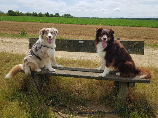 15.09.2025: Herr Schoki und Cooper sind 7 km gelaufen. Spaziergang in Kerpen im Marienfeld rund um den Papsthügel