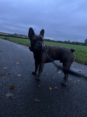 26.09.2024: Buddy, (4 J) ist 1,25kkm von zu Hause auf den Feldweg Huppertstaler Weg Richtung Bergheim Thorr gelaufen.