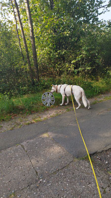 24.09.2024: Alina (9J) ist 3 km durch den Wald gelaufen