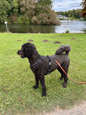 25.09.2024: Ronja, 3J hat eine Runde um den Decksteiner Weiher im Kölner Grüngürtel gedreht. 8,7km