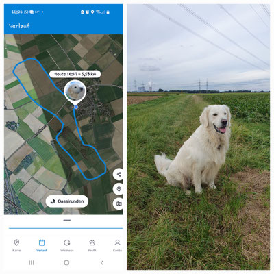 29.09.2024; Lupo, (3 J) ist 5,78 km unterwegs gewesen. Von Bergheim-Büsdorf über die Felder Richtung glessen, dann wieder zurück und weiter Richtung Niederaußem und wieder zurück nach Büsdorf.