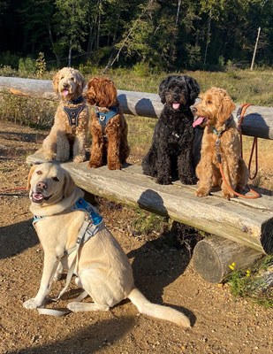 28.09.2025: Polly, Fine, Oskar, Anton, Lou sind 6,93 km in Köniigsdorf und Umgebung gewandert.