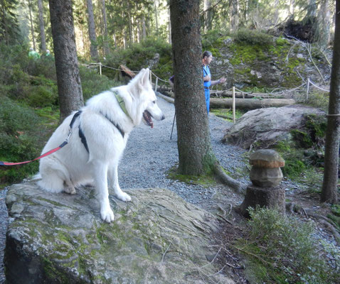 23.09.2024: Urmel, (3 J) ist 8,9 km gelaufen. Rund um den großen Arbersee und dann zum kleinen Arbersee im Bayerischen Wald