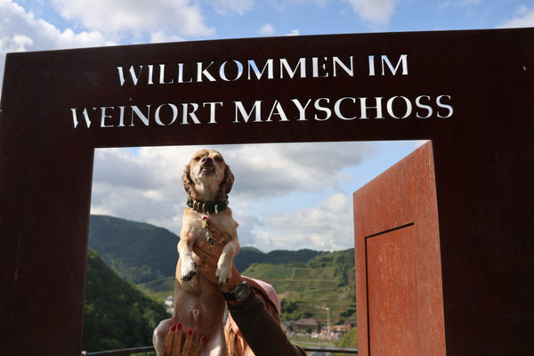14.09.2024: Müsli (3J) hat 9,89km bei einem sonnigen Spaziergang auf dem Rotweinwanderweg zurückgelegt, Von Marienthal bis Mayschoß.