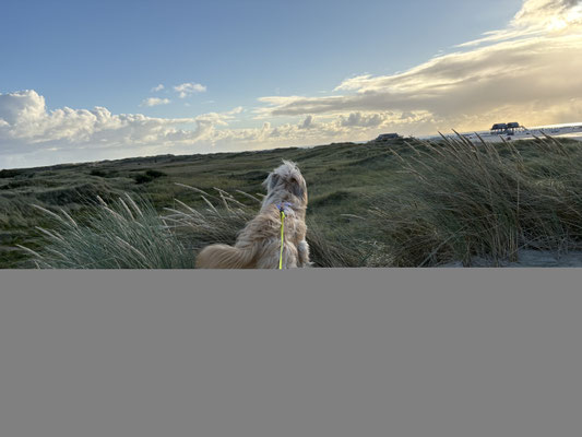 21.09.2025: Bonnie, Momo und Foxy sind 9,82 km in St. Peter Ording gelaufen.