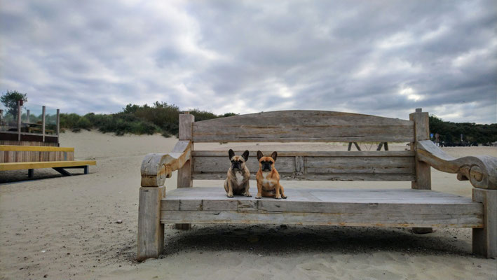 19.09.2024: Lilly (8J) und Emmy (7J) haben 10 km zwischen Roompot Brouwersdam an den Strand Brouersdam Höhe Dickens zum Strandclub Horizon in Renesse am Strand entlang zurückgelegt.