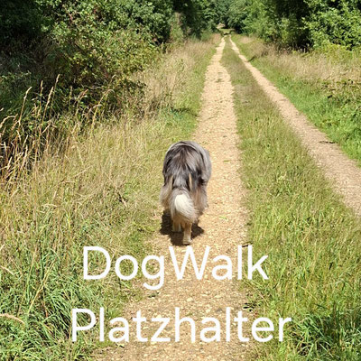 20.09.2025: Hund Wulf ist mit seinen 3 Katzenkumpels Cassy, Bambam und Pepper 9 km im Wald spazieren.