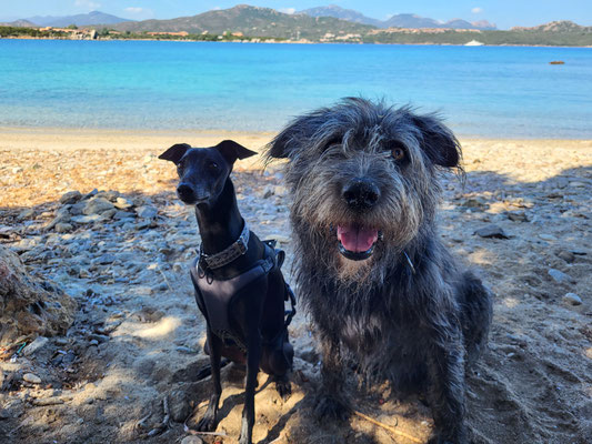 18.09.2025: Emely und Vento sind 5,21 km sind im Urlaub auf Sardinien von Golfo Marinella zum Strand Cala Sabina und an der Küste zurück gelaufen.