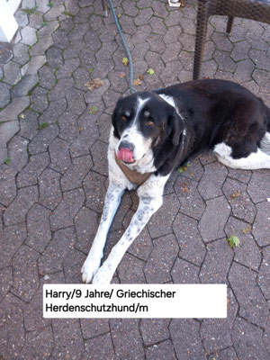 16.09.2025: Harry ist 9,2 km an der Saar gelaufen.