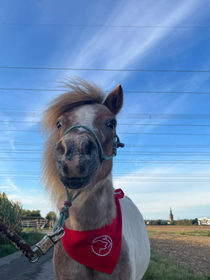 06.09.2025: Shetland Pony Monty ist 2,3km durch das Feld am Tierfriedhof gelaufen