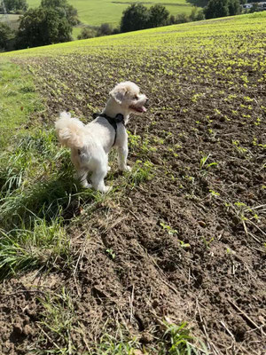 13.09.2025: Carlos war 5,3 km waren mit den Dog Buddys in Unna unterwegs, durch Wald und Felder!