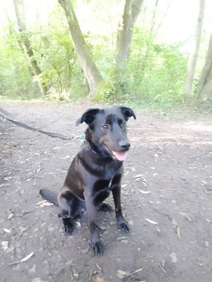 15.09.2024: Luzie (3J) ist die alte DogWalk Strecke vom Sportplatz Bergheim zum Gestüt in Quadrath und auch wieder zurück gegangen. 10 km
