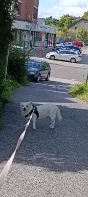 22.09.2025: Fiona ist 10 km durch die Bergheimer Innenstadt spaziert.