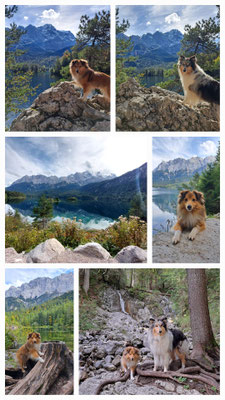 25.09.2024: Sheltie Evoli (4J) und Collie Vaiana (2J) sind in Garmisch-Partenkirchen und sind um den Eibsee gelaufen. Der Rundweg ist mit 7,5km angegeben.