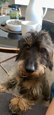 05.09.2024: Henry, 5 Jahre, ist mit Django, 8 Jahre, und Frauchen Magdalena auf ihrer Morgenrunde 3,3km gelaufen.