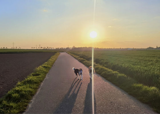 13.09.2025: Lucy und Nash sind 4,9 km gelaufen. Von zu Hause zur Hühnerfarm und ins Feld und zurück.