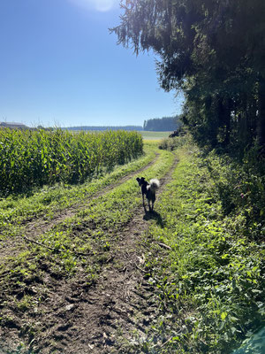 20.09.2024: Coby (5 J) ist 10,78 km gelaufen. Eine Runde daheim (Kienberg) für einen guten Zweck.