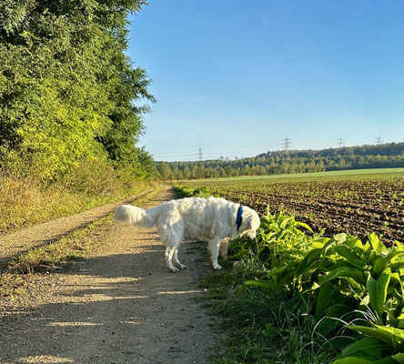 16.09.2024: Abby (5J) hat 9km  auf ihrer Morgenrunde durch das ehemalige Tagebaugebiet Fortuna zurückgelegt