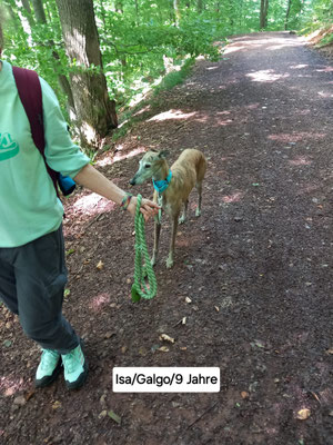 13.09.2025: Isa ist 10 km auf dem Wolfsweg gelaufen.