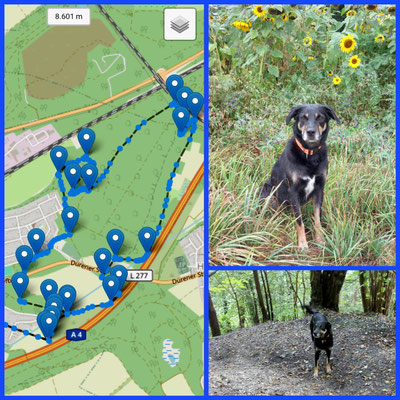 09.09.2024: Peppa (4J) ist am Friedhof Horrem gestartet und querfeldein 8,6km gelaufen.