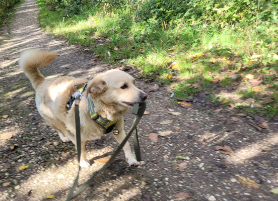 11.09.2024: Eddy ist 3,7km gelaufen. Eine wunderschöne & abwechslungsreiche Strecke in der Ville am Unter-, Mittel- und Obersee.