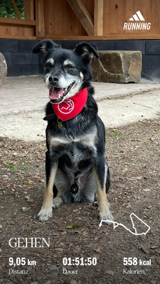 03.09.2025: Goofy ist im Orrer Wald / Pulheimer Laache 9km gelaufen.