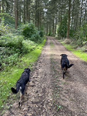 29.09.2024: Dana (2J) und Joy (7J) sind 9,5km auf der Sophienhöhhe gelaufen
