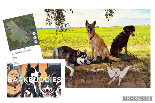 22.09.2024: Die BarkBuddies Pulheim (Sammy, Feli, Erbse) sind am Martinshof gestartet und von dort über Manstedten nach Sinthern und zurück nach Geyen gelaufen. Begleitet von ihrem Buddy Snowy, der leider letzten Sonntag Flügel bekommen hat.Je 5,77km