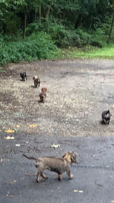 25.09.2025: Twinkels, Pebles, Holli und Xenia sind 3 km gelaufen. Kleine Runde durch den Königsdorfer Wald zurück zur Waldstrasse.