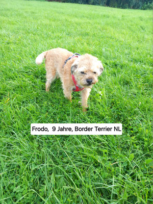 13.09.2024: Frodo (9J) Hundefänger Werner war unterwegs. Am Campingplatz "Am Leuchtturm" in Krautsand .Am Strand die Elbe hoch, mit ein paar Umwegen am Deich und durch den Ort, zurück zum Campingplatz. 10km