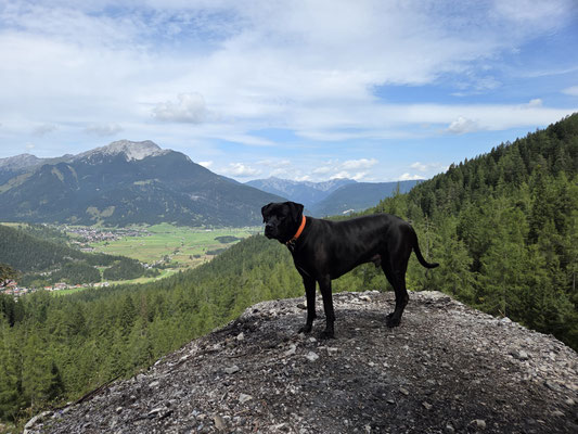 08.09.2025: Rocky ist 6,6km gewandert.Österreich_ Biberwier zum Schachtkopf. Vom Gipfel zur Bergstation der Marienbergbahn.
