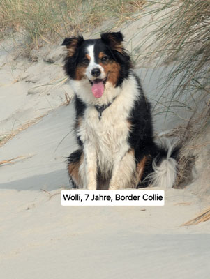 27.09.2024: Wolli, (7 J) ist 10km im Urlaub von Bredene nach Oostende und zurück am Strand entlang gelaufen. 