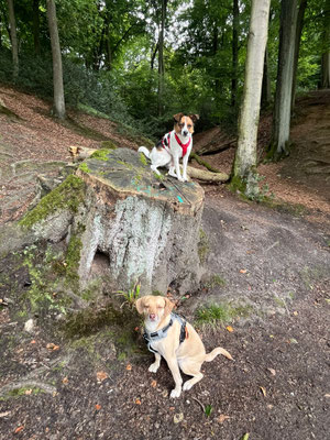 17.09.2025: Berti und Marco sind 2,38 km gelaufen. am Wanderparkplatz (Mülldeponie) Hubbelrath