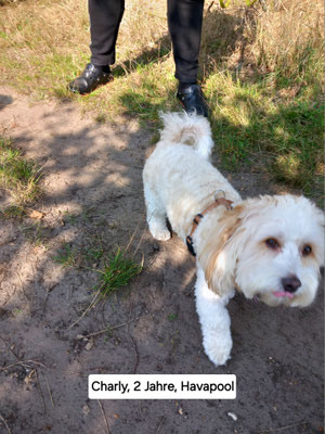 18.09.2024: Charly (2J) ist in der Barger Heide 3,9km gelaufen.