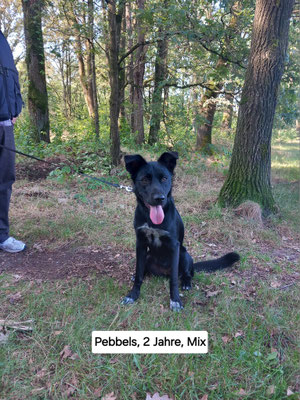 18.09.2024: Pebbels (2J) ist in der Barger Heide 3,9km gelaufen.